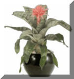 Flowering Plant - Indoor/Interior Plant