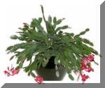 Christmas Cactus Flowering Plant - Indoor/Interior Plant