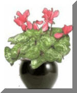 Cyclamen Flowering Plant - Indoor/Interior Plant