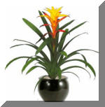 Bromeliad Guzmania Flowering Plant - Indoor/Interior Plant