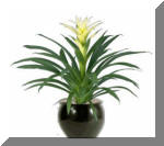 Bromeliad Guzmania Flowering Plant - Indoor/Interior Plant