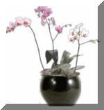 Orchid Flowering Plant - Indoor/Interior Plant