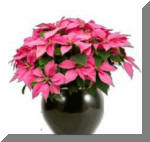 Pink Poinsettia Flowering Plant - Indoor/Interior Plant