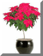 Red Tree Poinsettia Flowering Plant - Indoor/Interior Plant