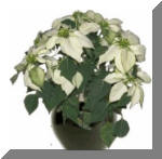 White Poinsettia Flowering Plant - Indoor/Interior Plant