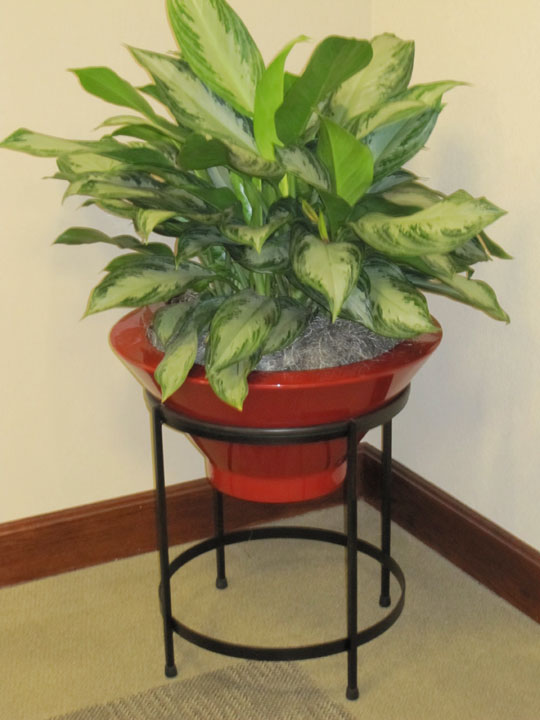Project Gallery - Artscape Interior Plant Specialists - Indoor Plants ...